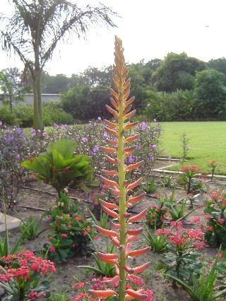 Beautiful Spike